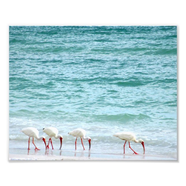 White Ibis Shorebirds Walking on the Beach Photo Print (Front)