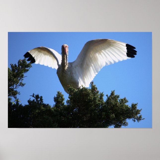 White Ibis Spreading Wings Poster (Front)