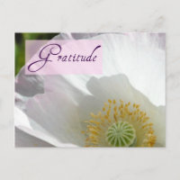 White Iceland Poppy Gratitude Post Card