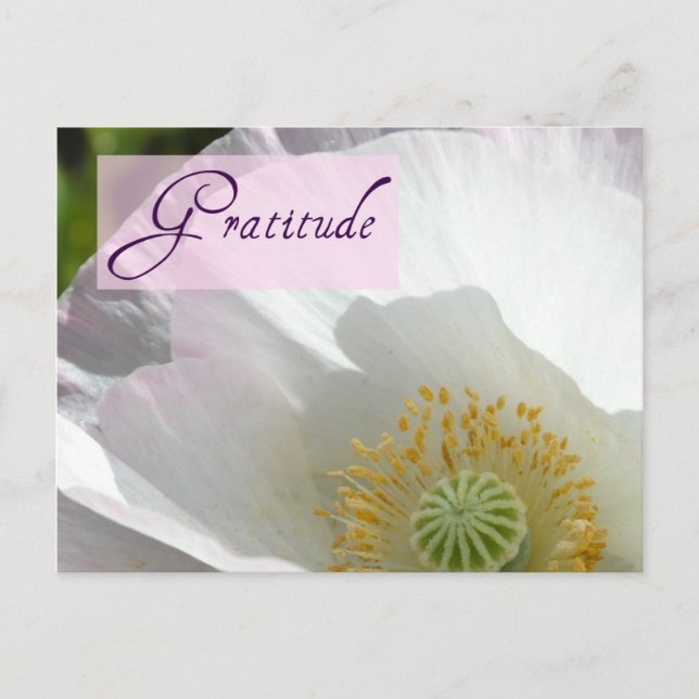 White Iceland Poppy Gratitude Post Card (Front)