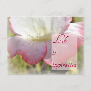 White Iceland Poppy- Life is Inspiration Post Card