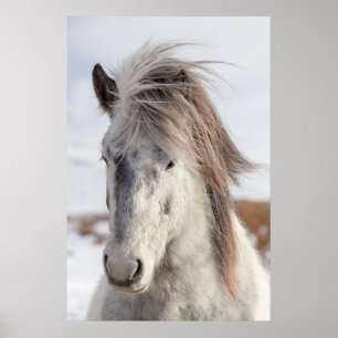 White Icelandic Horse Headshot Poster