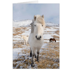 White Icelandic Horse, Iceland