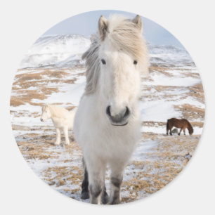 White Icelandic Horse, Iceland Classic Round Sticker