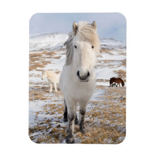White Icelandic Horse, Iceland Magnet