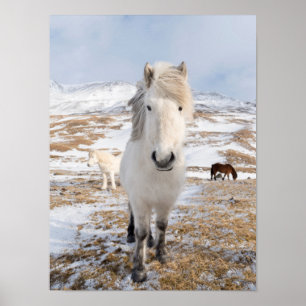 White Icelandic Horse, Iceland Poster