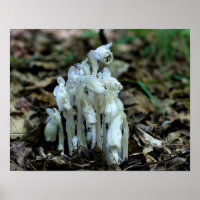 White Indian Pipe Ghost Flower Wildflowers