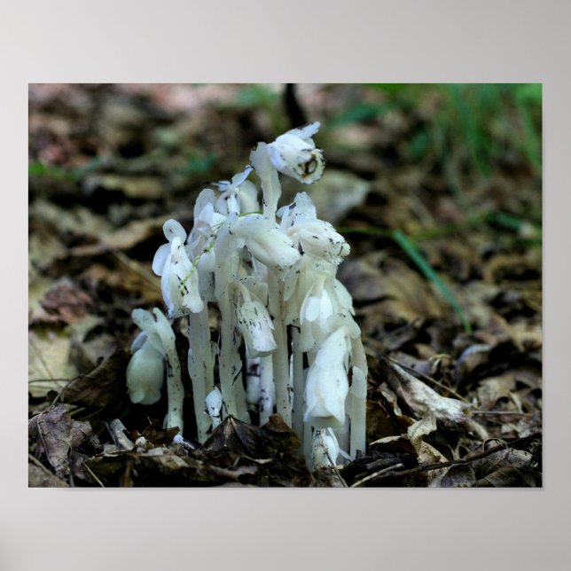 White Indian Pipe Ghost Flower Wildflowers Poster (Front)