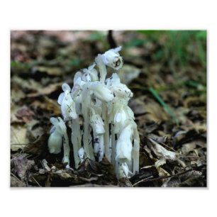 White Indian Pipe Mushroom Flowers Photo Print