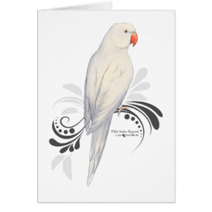 White Indian Ringneck Parrot