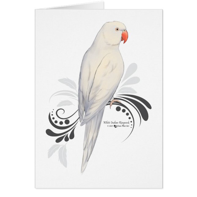 White Indian Ringneck Parrot (Front)
