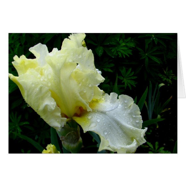 White Iris (Front Horizontal)