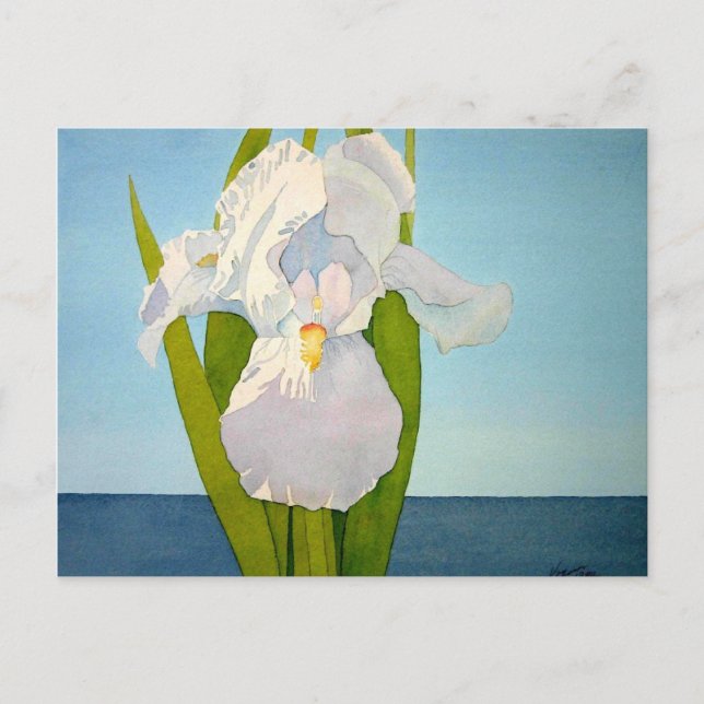 White Iris2 Postcard (Front)