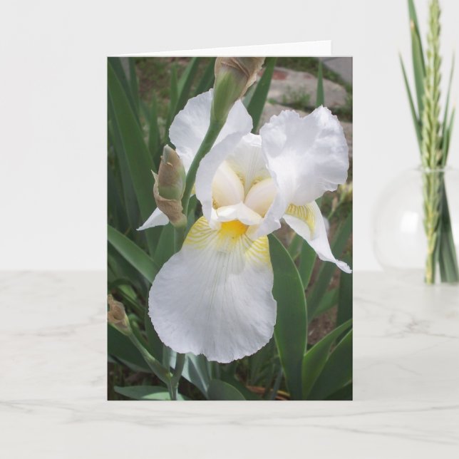 White Iris Card (Front)
