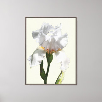 White iris flower canvas photo art print
