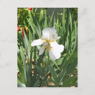 White Iris Postcard