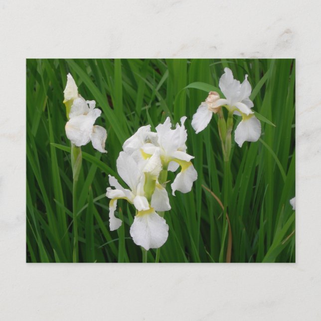 white iris postcard (Front)