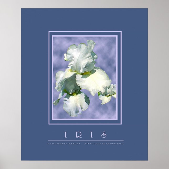 White Iris Poster (Front)