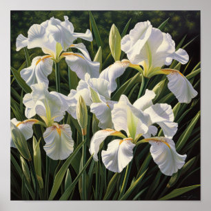 White Irises Flower Art Print Poster