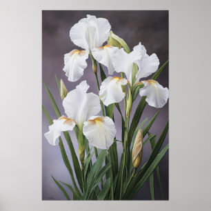 White Irises Flower Art Print Poster