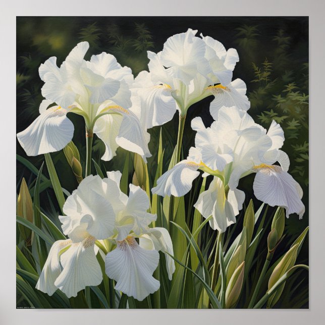 White Irises Flower Art Print Poster (Front)