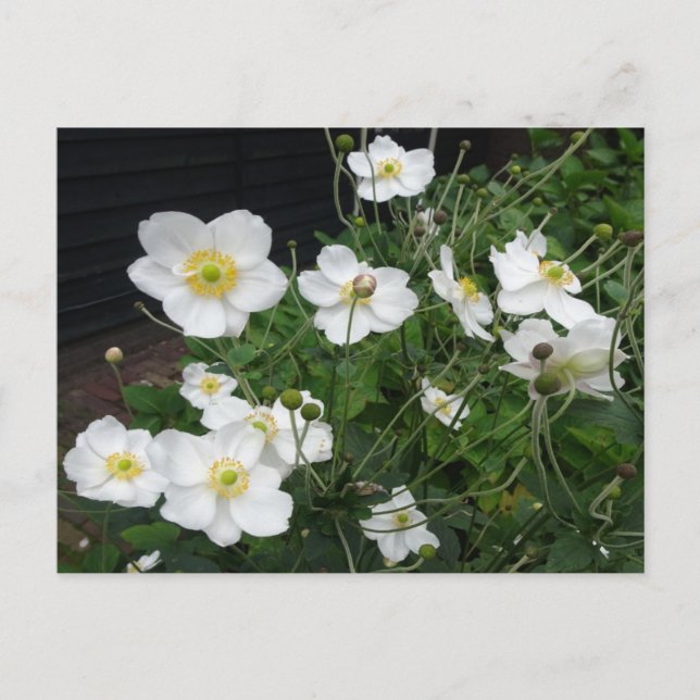 White Japanese Anemones DIY Postcard (Front)