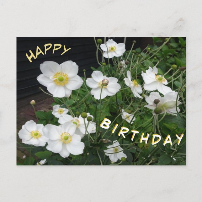 White Japanese Anemones Happy Birthday Postcard (Front)