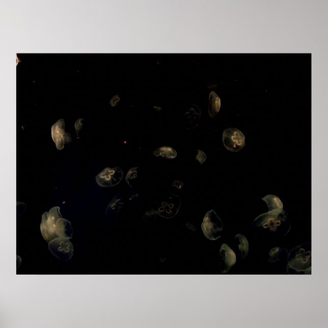 White Jellyfish Poster (Front)
