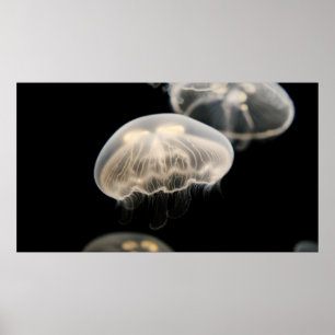 WHITE JELLYFISH POSTER