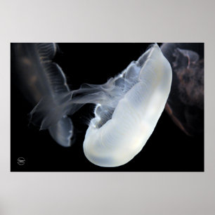 White Jellyfish Poster