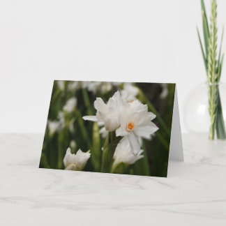 White Jonquils Greeting Card