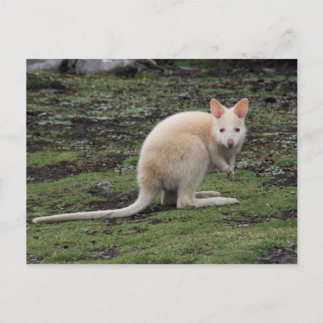 White Kangaroo Postcard (Front)