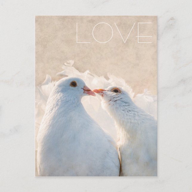 White Kissing Doves - Love customisable Postcard (Front)