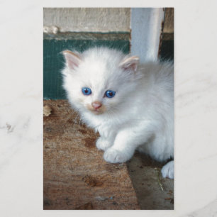 White Kitten