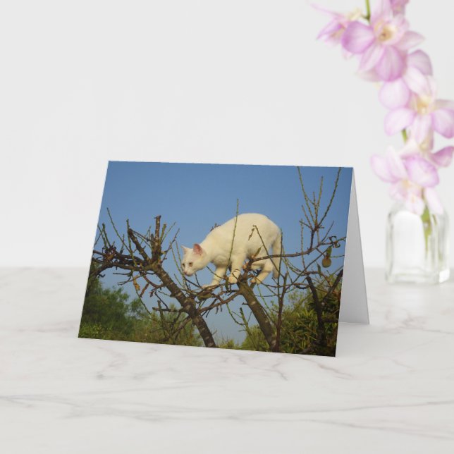 White Kitten Climbing Almond Tree Card (Orchid)