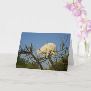 White Kitten Climbing Almond Tree Card