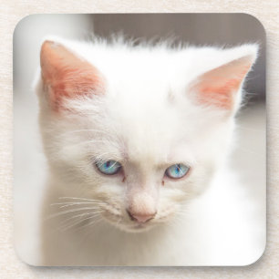 White Kitten Coaster