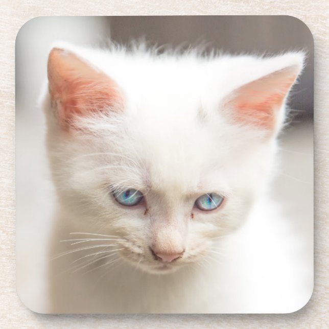White Kitten Coaster (Front)