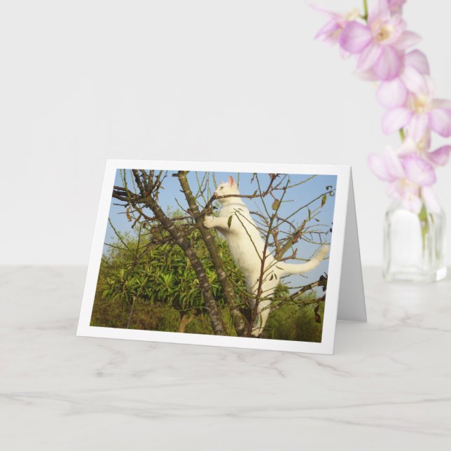 White Kitten in Almond Tree Card (Orchid)
