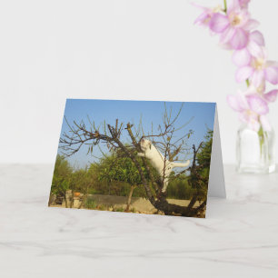 White Kitten in Almond Tree Card