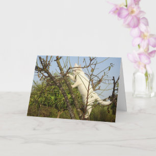 White Kitten in Almond Tree Card