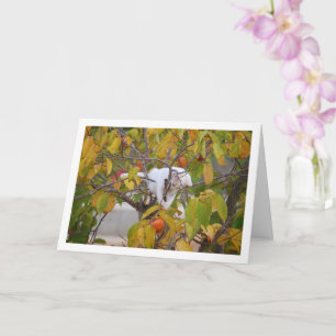 White Kitten in Persimmon Tree Card