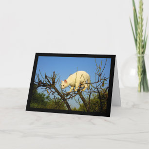 White Kitten on Almond Tree Card