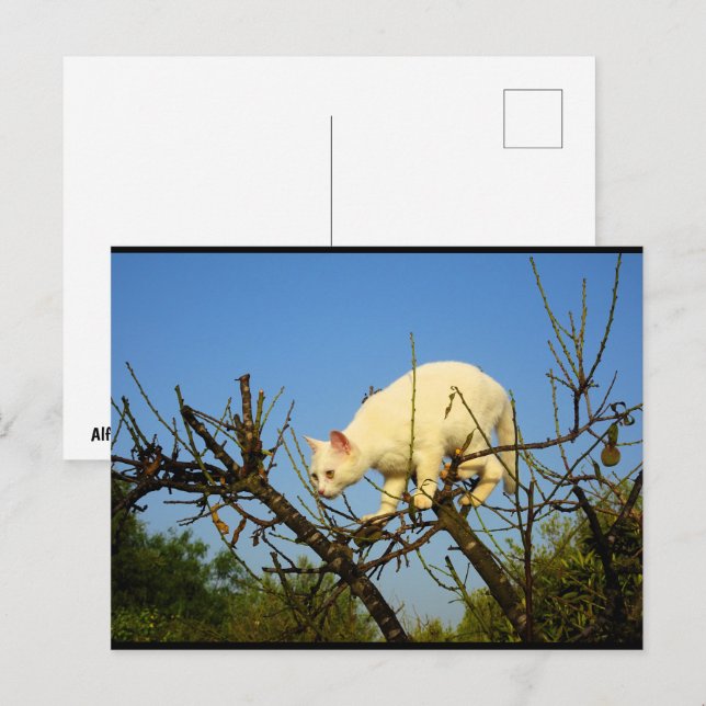 White Kitten on Almond Tree Postcard (Front/Back)