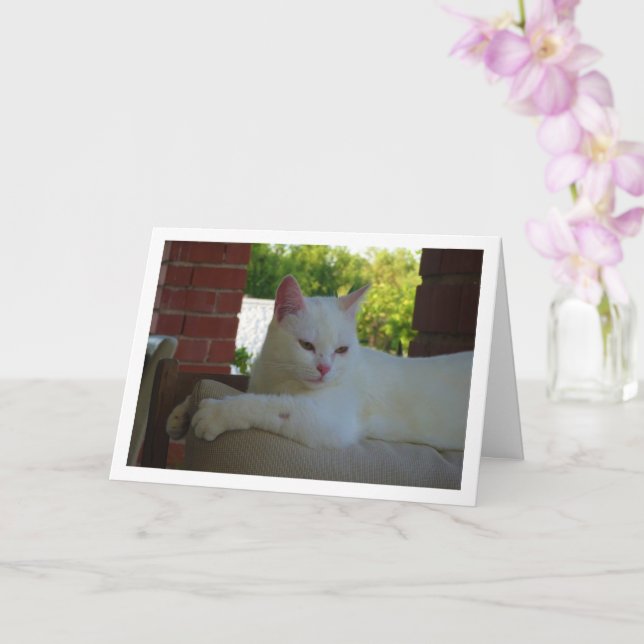 White Kitten on Chair Card (Orchid)