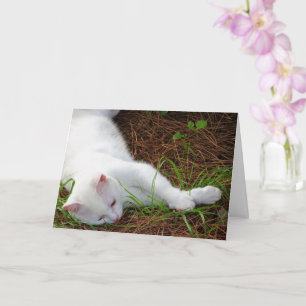 White Kitten on Pine Needles Card
