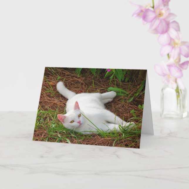 White Kitten on Pine Needles Card (Orchid)