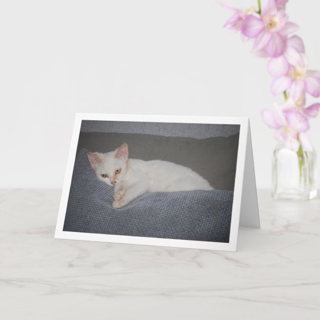 White Kitten on Sofa Card (Orchid)
