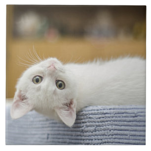 White Kitten Pet Ceramic Tile