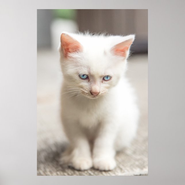 White Kitten Poster (Front)